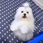 bichon maltes con niños