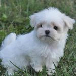 Ejercicio del Bichón Maltés