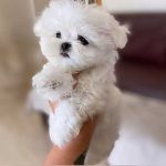 Cómo saber si mi bichón maltés tiene frío