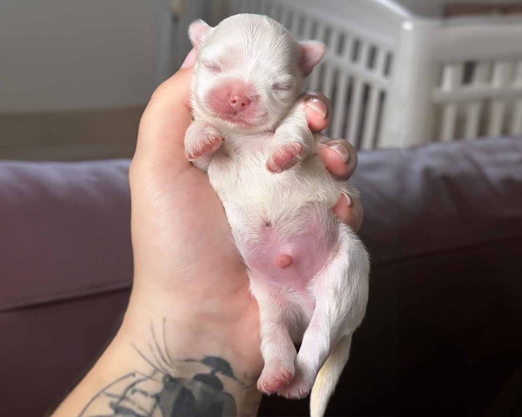 key venta bichon maltes