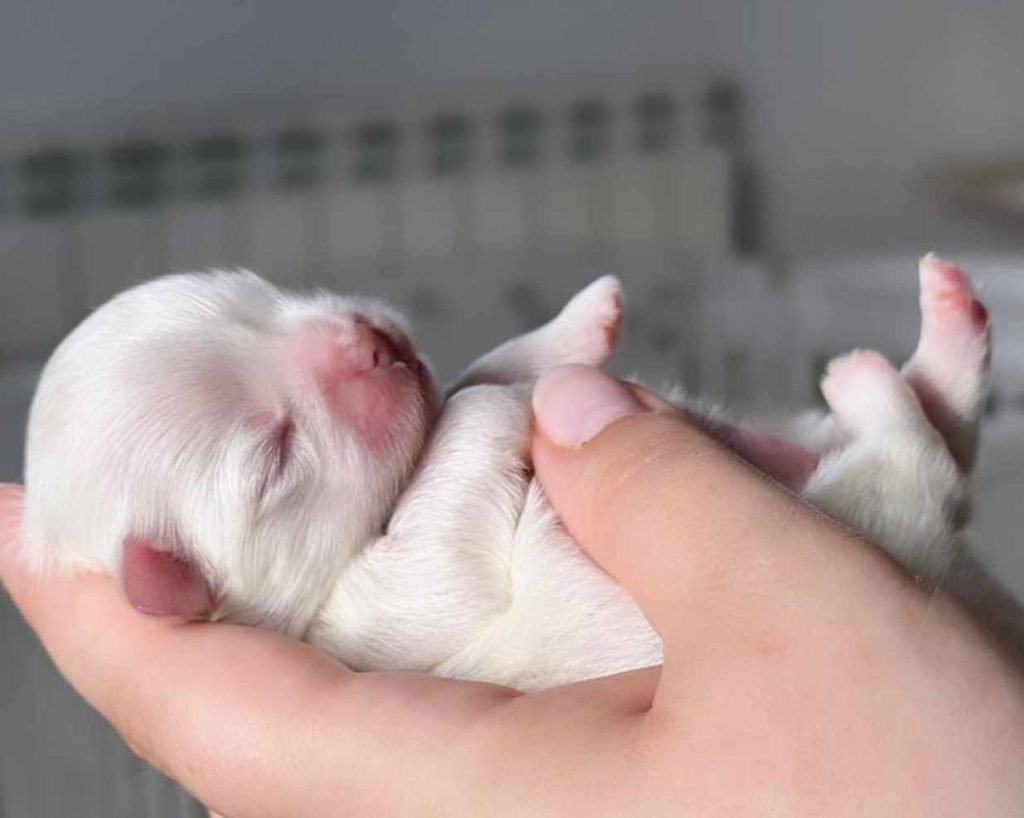 shiva venta bichon maltes