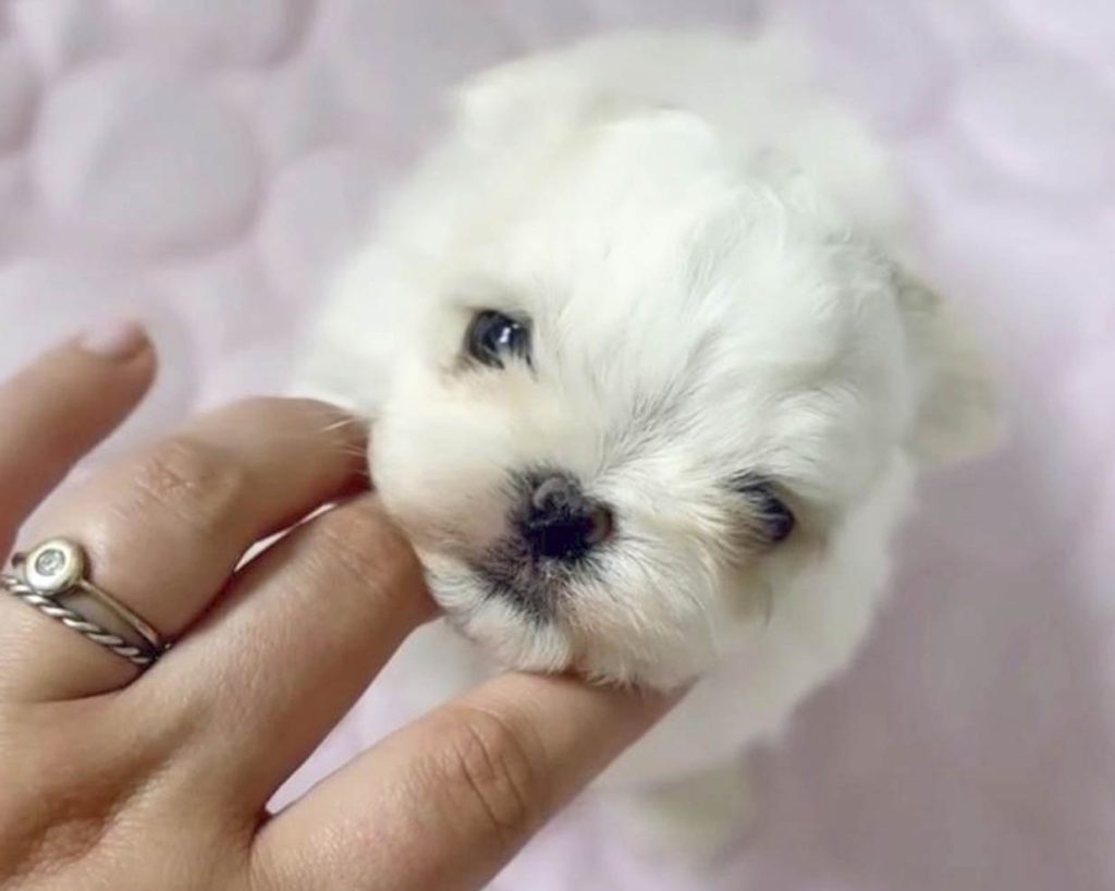 yoon venta bichon maltes