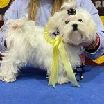 Qué no puede comer un Bichón Maltés