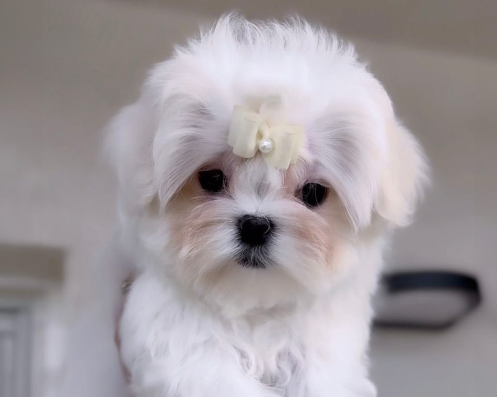comprar-bichon-maltes-coreano-americano-toy