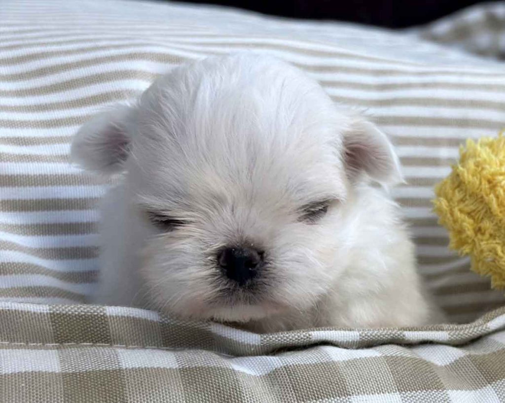 venta-bichon-maltes-americano-coreano-lugo-galicia-espana