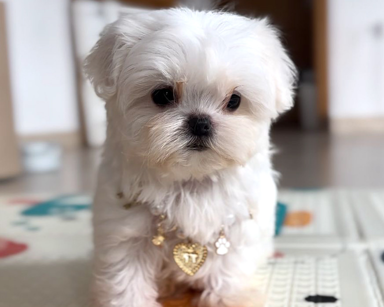 venta-bichon-maltes-coreano-americano-toy