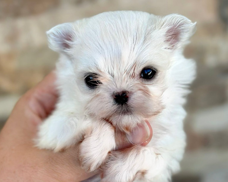 venta bichon maltes coreano americano toy