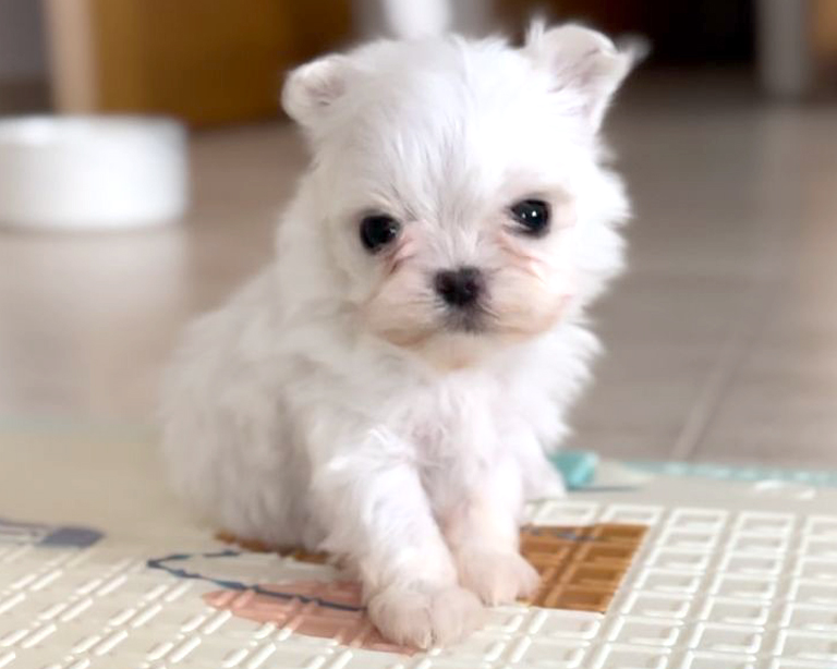 Precio bichon maltes coreano americano toy
