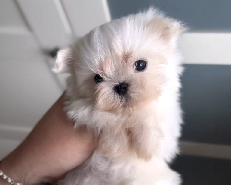 Precio bichón maltés coreano, americano y toy