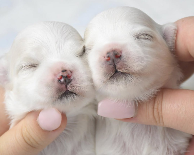 comprar-bichon-maltes-coreano-americano-toy-españa