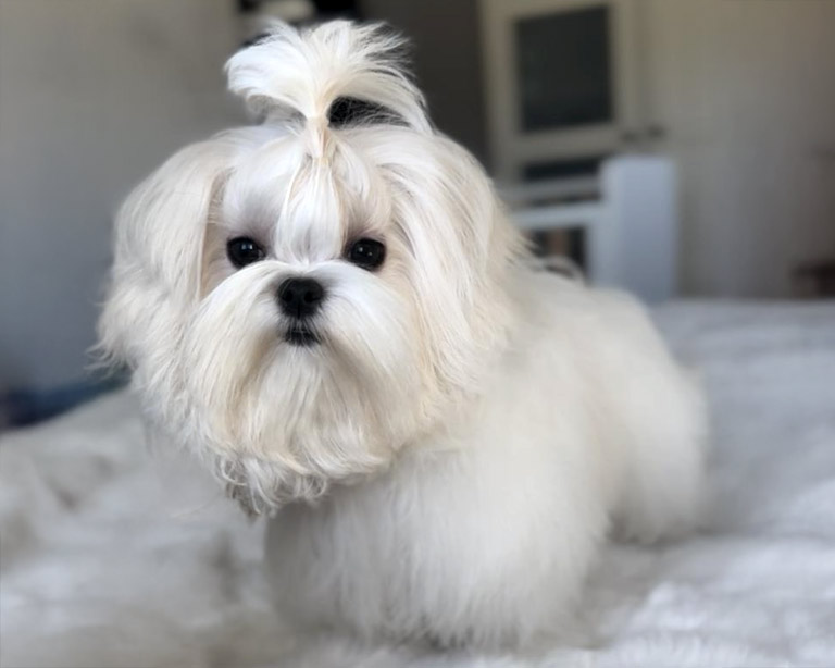 venta-bichon-maltes-coreano-americano-toy-espana-10