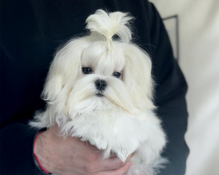 venta-bichon-maltes-coreano-americano-toy-espana-11