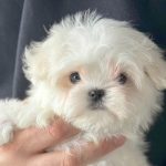 Bichón Maltés Coreano en Barcelona