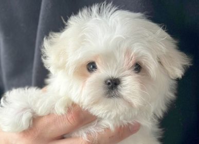 Cachorros Bichón Maltés Coreano en Barcelona