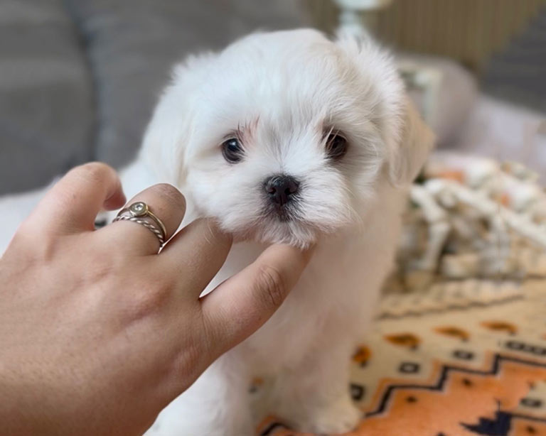 venta-bichon-maltes-barcelona-2a