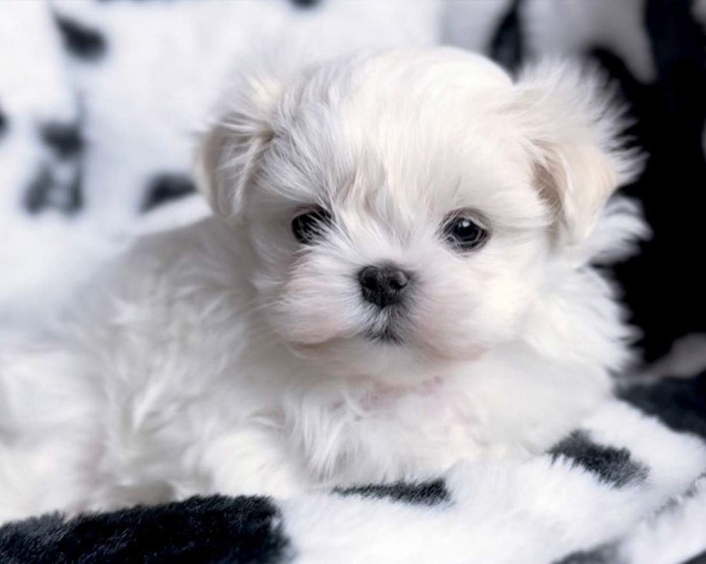 venta-bichon-maltes-coreano-americano-mini-toy