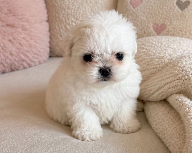 cachorros de bichon maltes americano, mini, toy, coreano