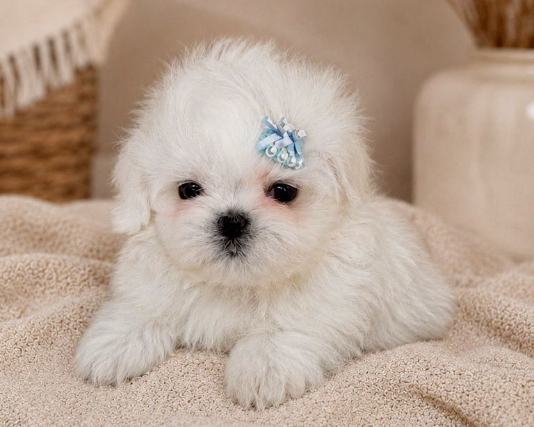 cachorros de bichon maltes americano, mini, toy, coreano