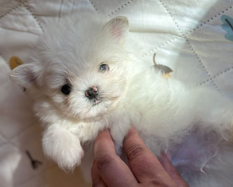cachorros macho de bichon maltes americano, mini, toy, coreano