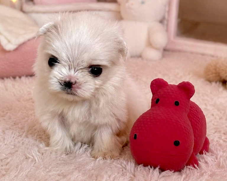bichon-maltes-coreano-americano-en-venta