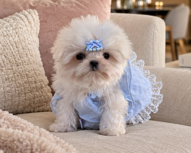bichon-maltes-coreano-americano-en-venta-barcelona